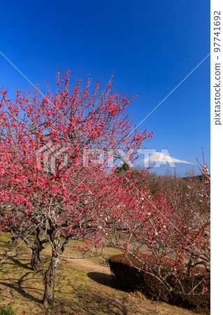 靜岡_富士山和梅林的絕景 97741692