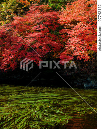 Nagano Tateshina_白駒池的紅葉絕景 Nagano Tateshina_白駒池的紅葉絕景 97742132