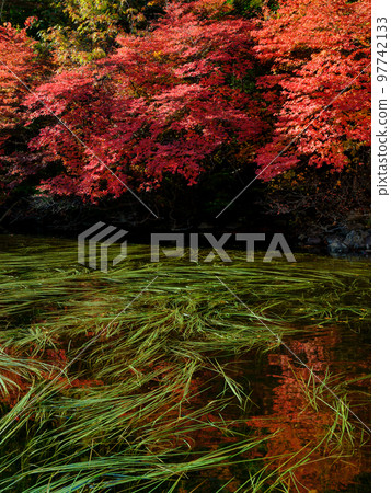 Nagano Tateshina_白駒池的紅葉絕景 Nagano Tateshina_白駒池的紅葉絕景 97742133