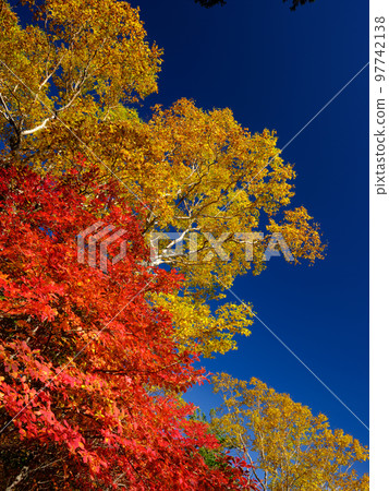 Nagano Tateshina_白駒池的紅葉絕景 97742138