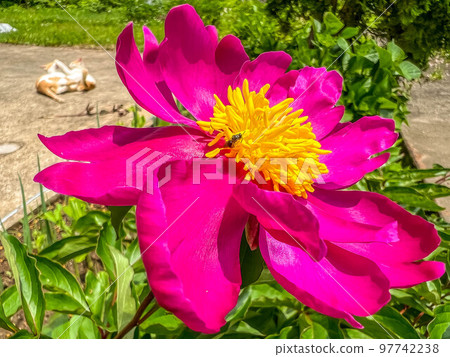 牡丹花小蜜蜂貓 97742238