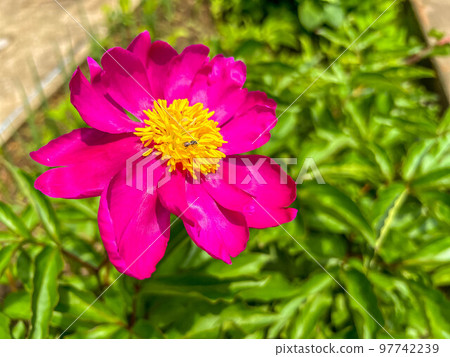 Peony flower and little bee 97742239