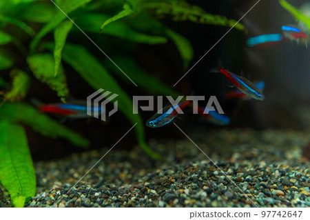 Tropical fish that swim gracefully ~Neon Tetra~ Tropical fish that swim gracefully ~Neon Tetra~ 97742647