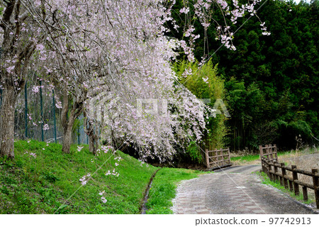 安之之裡公園 2022-4-17 #73 97742913