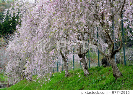 安之之裡公園 2022-4-17 #75 安之之裡公園 2022-4-17 #75 97742915