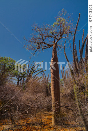 Landscape with Adansonia rubrostipa aka fony baobab tree in Reniala reserve , Toliara, Madagascar Landscape with Adansonia rubrostipa aka fony baobab tree in Reniala reserve , Toliara, Madagascar 97743101