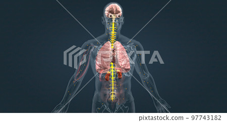 Adrenaline alarm reaction At this stage, your body sends a distress signal to your brain. 97743182