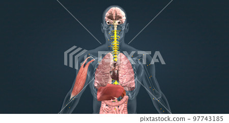 Adrenaline alarm reaction At this stage, your body sends a distress signal to your brain. 97743185