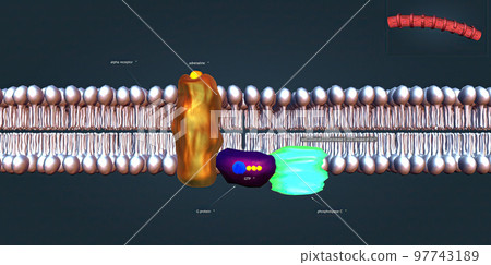 Alpha agonists constrict both arteries and veins. 97743189