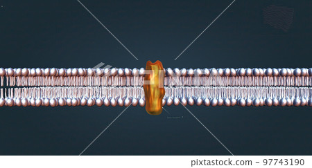 The beta 1 receptor is vital for the normal physiological function of the sympathetic nervous system 97743190