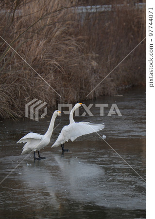 Swan Swan 97744071