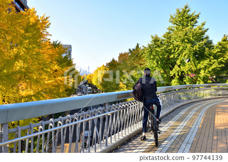 Row of ginkgo trees in front of Yamashita Park Row of ginkgo trees in front of Yamashita Park 97744139