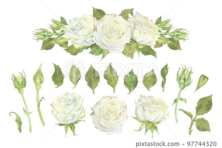 Set of white rose buds and leaves separately. Composition of flowers. Watercolor illustration. Isolated on a white background.For design of stickers, greeting cards, wedding invitation, dishes Set of white rose buds and leaves separately. Composition of flowers. Watercolor illustration. Isolated on a white background.For design of stickers, greeting cards, wedding invitation, dishes 97744320