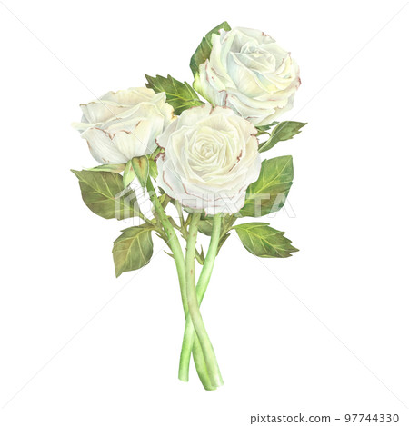 Bouquet of white roses. Watercolor illustration.Isolated on a white background.For design of sticker, greeting card, stationery, cosmetics, wedding invitation, packaging of cosmetics, perfume,candles Bouquet of white roses. Watercolor illustration.Isolated on a white background.For design of sticker, greeting card, stationery, cosmetics, wedding invitation, packaging of cosmetics, perfume,candles 97744330