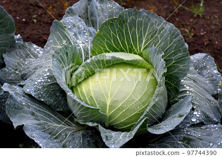 長得漂亮的捲心菜 97744390