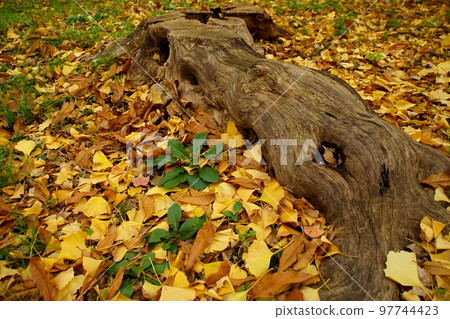 stumps, dead roots and fallen leaves 97744423