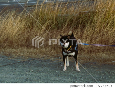 附近的柴犬 97744603
