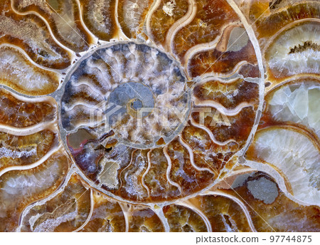 Petrified ammonite shell spiral pattern Petrified ammonite shell spiral pattern 97744875