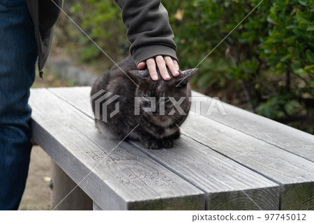 撫摸貓 撫摸貓 97745012