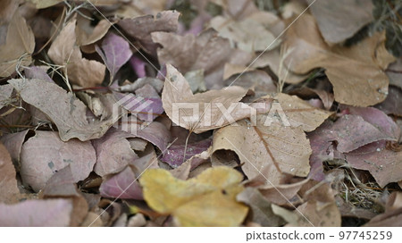Winter image (fallen leaves) Winter image (fallen leaves) 97745259