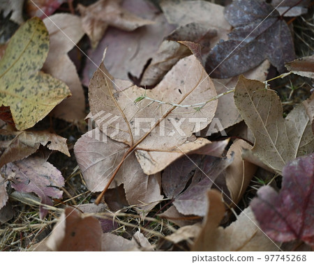 Winter image (fallen leaves) 97745268