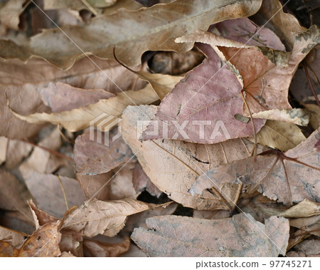 冬季圖像（落葉） 97745271