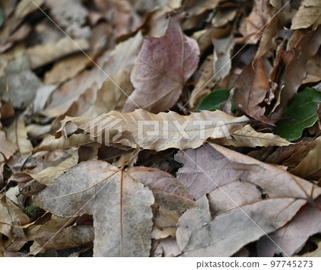 Winter image (fallen leaves) Winter image (fallen leaves) 97745273