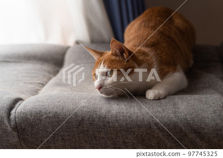 凝視貓,棕色虎斑白 凝視貓,棕色虎斑白 97745325