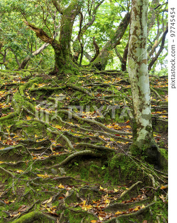 Primeval forest with tree roots and moss sticking out of the ground Primeval forest with tree roots and moss sticking out of the ground 97745454