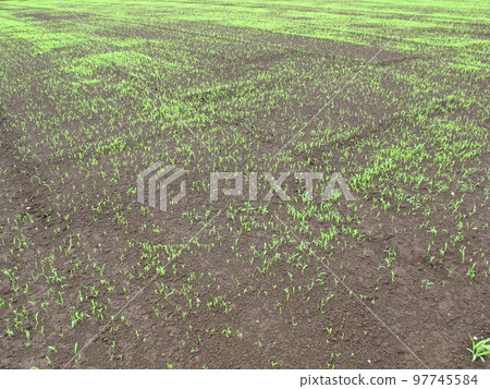 Summer field landscape with sprouted green manure 97745584
