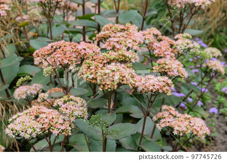 Sedum in gardening garden. Blooming flowers in garden. Natural blooming background. 97745726
