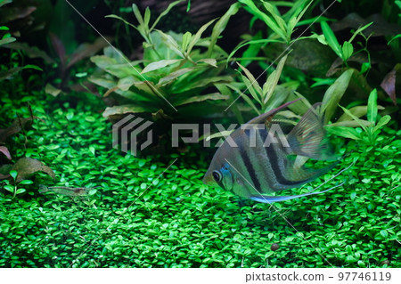Tropical fish Ultam Angel Angelfish 97746119