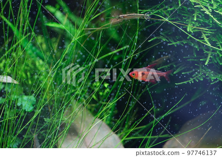 紅色幻影Tetra熱帶魚 97746137