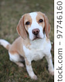 Beagle dog 97746160