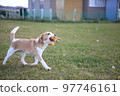 Beagle dog 97746161