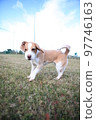 Beagle dog 97746163