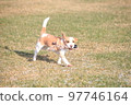 Beagle dog 97746164
