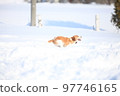 running beagle dog 97746165