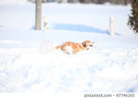 running beagle dog running beagle dog 97746165