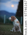 full moon and dog 97746167