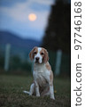 full moon and dog 97746168