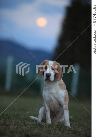 full moon and dog 97746168