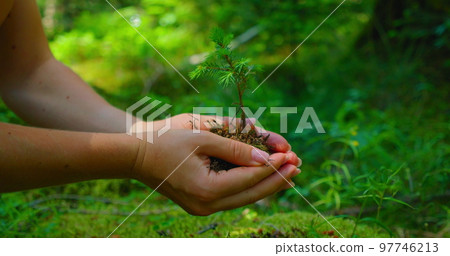 Female hand holding sprout wilde pine tree in nature green forest. Earth Day save environment concept. Growing seedling forester planting. 97746213