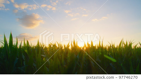Agriculture cornfield in the rays of the sun at sunset. Corn harvest. Green lush cob plantation in the countryside. The concept of ecological products. Corn field in sun burst. Close-up, slider shot. Agriculture cornfield in the rays of the sun at sunset. Corn harvest. Green lush cob plantation in the countryside. The concept of ecological products. Corn field in sun burst. Close-up, slider shot. 97746270