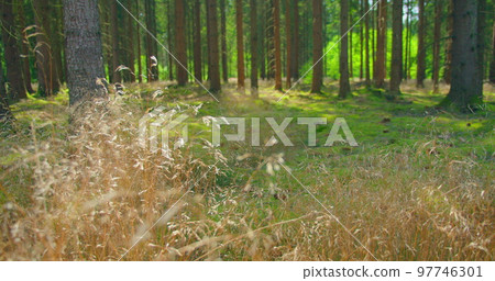 Empty pine green forest floor in the afternoon. Coniferous trees, wind sways dry grass, fresh air, close-up. Forest conservation. Earth Day. Nobody. Static shot. Nature landscape. Empty pine green forest floor in the afternoon. Coniferous trees, wind sways dry grass, fresh air, close-up. Forest conservation. Earth Day. Nobody. Static shot. Nature landscape. 97746301