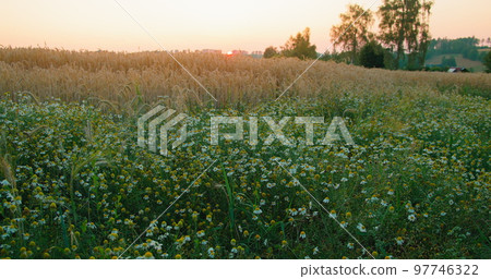 Rural picturesque landscape. Chamomile flowers and golden ears of wheat grow on meadow. Sunset. Relax holidays, vacation on summer field, evening. Wild grass. Enjoying nature at weekend adventure. Rural picturesque landscape. Chamomile flowers and golden ears of wheat grow on meadow. Sunset. Relax holidays, vacation on summer field, evening. Wild grass. Enjoying nature at weekend adventure. 97746322