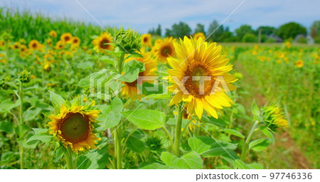Sunflower field. Agriculture. Sunflowers blooming fluttering in the wind. Beautiful nature landscape. Sunny bright summer day. Blue sky. Relax calm scenery. Sunflower field. Agriculture. Sunflowers blooming fluttering in the wind. Beautiful nature landscape. Sunny bright summer day. Blue sky. Relax calm scenery. 97746336