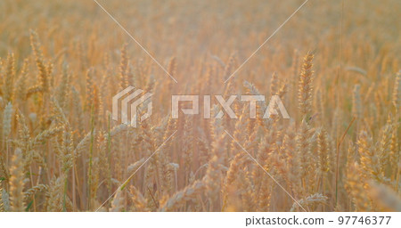 Ripe ears of wheat glow in the sunset rays close-up. Blurred background. Bewitching rustle of spikelets. Golden grain crops. Agriculture field. Pasture. Nobody. Cultivation of natural foods. Ripe ears of wheat glow in the sunset rays close-up. Blurred background. Bewitching rustle of spikelets. Golden grain crops. Agriculture field. Pasture. Nobody. Cultivation of natural foods. 97746377