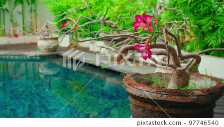 Garden background with blooming adenium pink flower in a pot by poolside. Small tree decoration near blue swimming pool water. Soothing relax spa calm view. 97746540