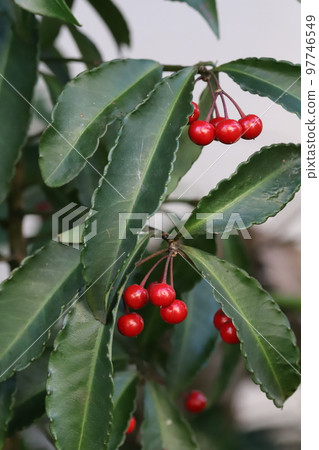在日本冬季花園中生長的厚厚的綠葉和紅漿果 manryo 97746549